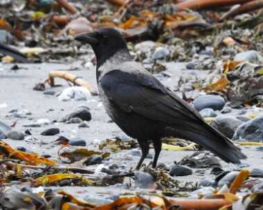 hoodedcrow281215 Hooded Crow Langness, Isle of Man