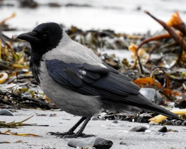 hoodedcrow281215b Hooded Crow Langness, Isle of Man