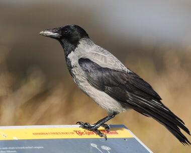 hoody141007 Hooded Crow Fort Island, Isle of Man