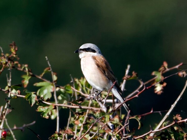 Red backed Shrike