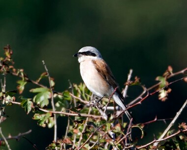 redbackedshrike180910 Red-backed Shrike Winterton Dunes, Norfolk (Record Shot)