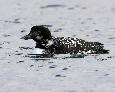 greatnortherndiver030513 Great Northern Diver Aird, Benbecula