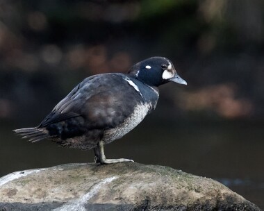 harlequinduck110315b Harlequin Duck Aberdeen, Scotland