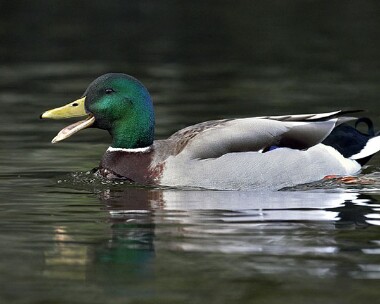 mallard20070411 Mallard Peel, Isle of Man