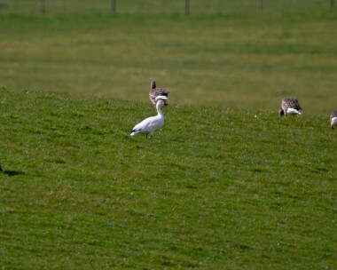 snowgoose300312 Snow Goose Douglas Water, Scotland