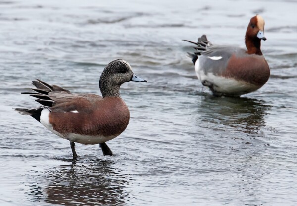 American Wigeon