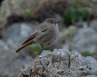blackredstart17026s Black Redstart Peel, Isle of Man