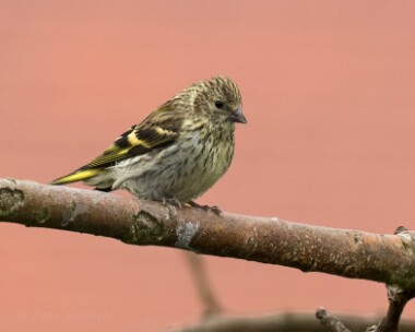 siskin090815 Siskin Douglas, Isle of Man