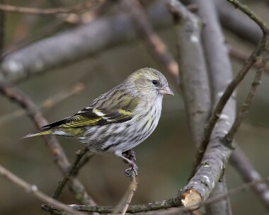 siskin221108 Siskin Ramsey, Isle of Man