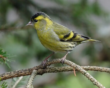 siskin3 Siskin Ramsey, Isle of Man