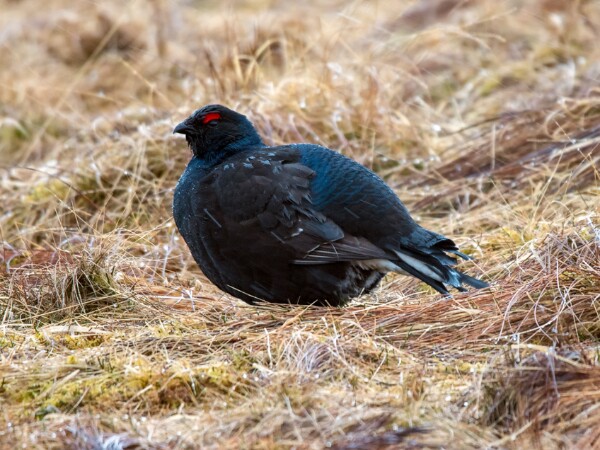 Black Grouse
