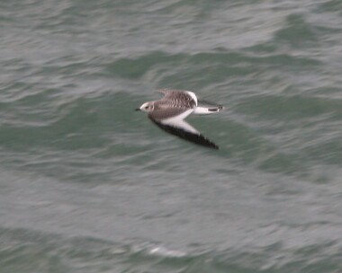 sabinesgull4 Sabines Gull Peel, Isle of Man