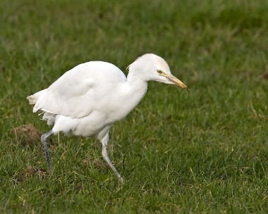 cattleegret200209c Cattle Egret Port St Mary, Isle of Man