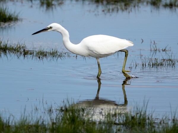 Little Egret