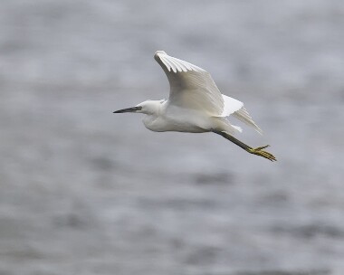 littleegret010808 Little Egret Langness, Isle of Man