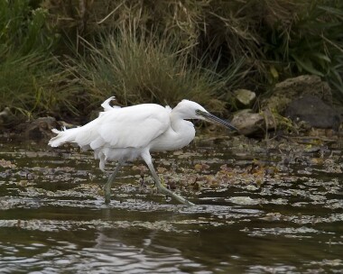 littleegret010808b Little Egret Langness, Isle of Man