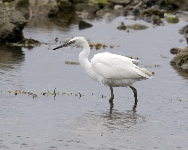 littleegret010808c Little Egret Langness, Isle of Man