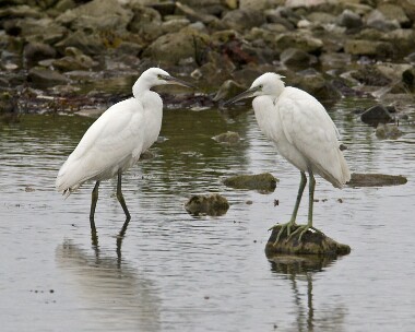 littleegret010808d Little Egret Langness, Isle of Man