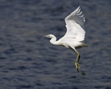 littleegret020808 Little Egret Langness, Isle of Man