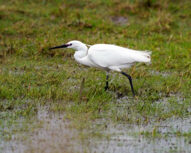 littleegret030424 Little Egret Cley, Norfolk