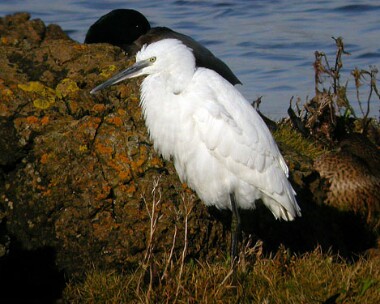 littleegret1 Little Egret Langness, Isle of Man