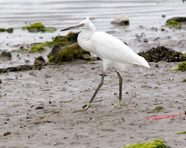littleegret10 Little Egret Derbyhaven, Isle of Man