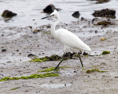 littleegret11 Little Egret Derbyhaven, Isle of Man
