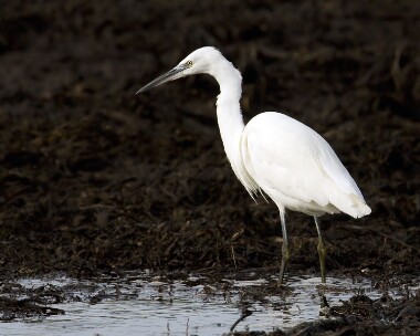littleegret120309 Little Egret Langness, Isle of Man