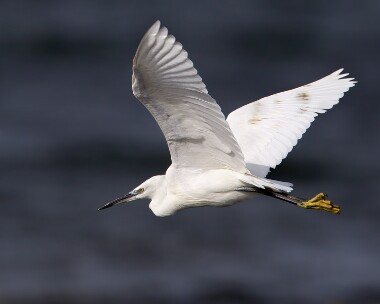 littleegret120309b Little Egret Langness, Isle of Man