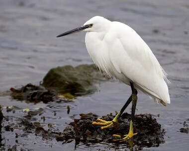 littleegret150211 Little Egret Castletown, Isle of Man