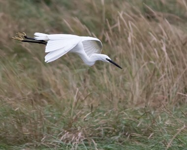 littleegret171015 Little Egret Cley, Norfolk
