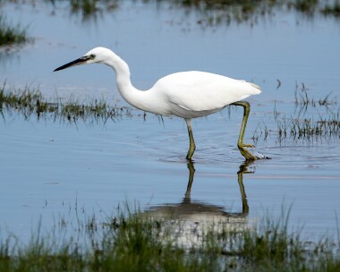 littleegret210916 Little Egret Cley, Norfolk