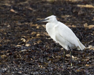 littleegret260209 Little Egret Langness, Isle of Man