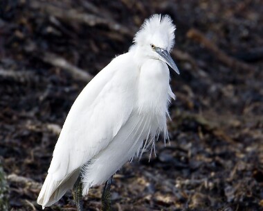 littleegret260209b Little Egret Langness, Isle of Man