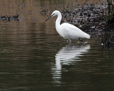 littleegret5 Little Egret The Spinnies, North Wales
