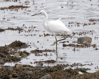 littleegret6 Little Egret Derbyhaven, Isle of Man