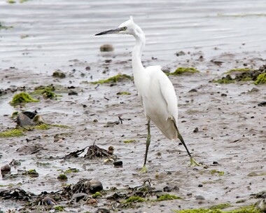 littleegret7 Little Egret Derbyhaven, Isle of Man