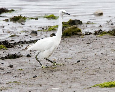 littleegret8 Little Egret Derbyhaven, Isle of Man