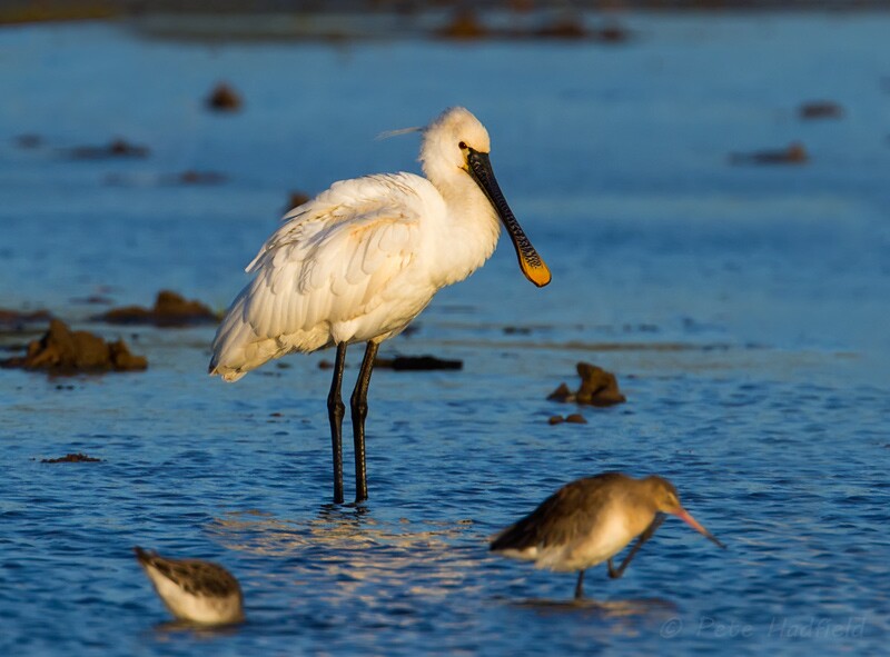 Spoonbill wildlife photography