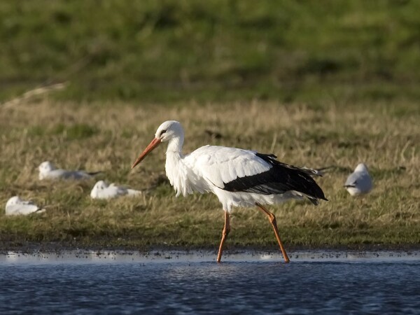 White Stork