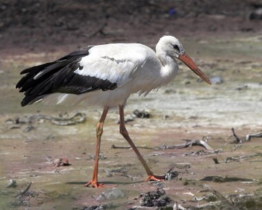 whitestork White Stork Sandwick, Isle of Man