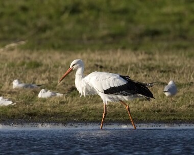 whitestork151108 White Stork Glascoe, Isle of Man
