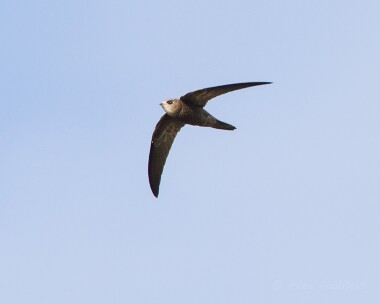 pallidswift221013 Pallid Swift Winterton, Norfolk