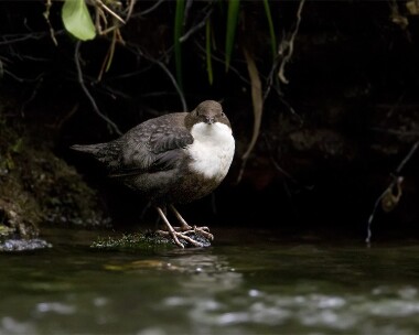 dipper050909 Dipper. Glen Maye, Isle of Man