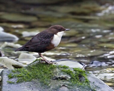 dipper181008b Dipper Groudle Glen, Isle of Man