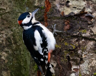 gsw270623 Great-spotted Woodpecker Fersit, Scotland