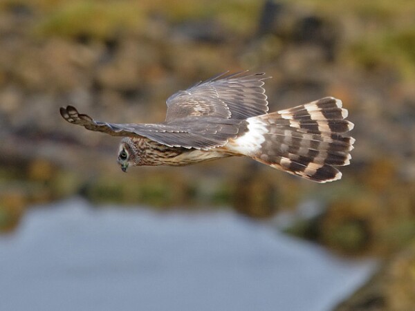 Hen Harrier
