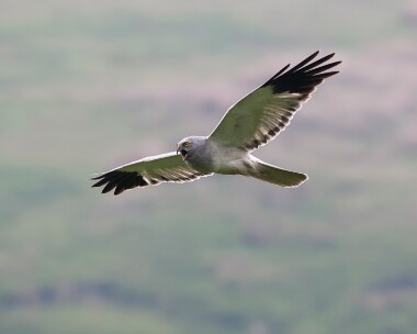 henharrier020706 Hen Harrier Isle of Man