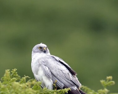 henharrier080707g Hen Harrier Isle of Man
