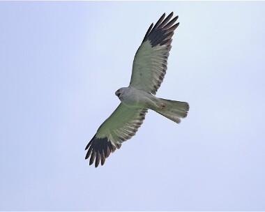 henharrier20 Hen Harrier Isle of Man